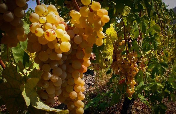 Malvasia delle Lipari Prodotti Tipici di Salina - Isole Eolie