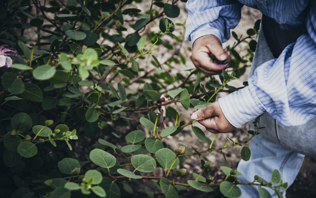 Capers of Salina: History, Benefits and Curiosities