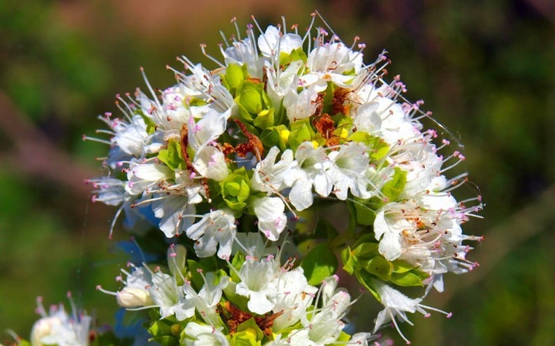 Origano Selvatico delle Eolie: Usi in Cucina, Curiosità e Superstizione