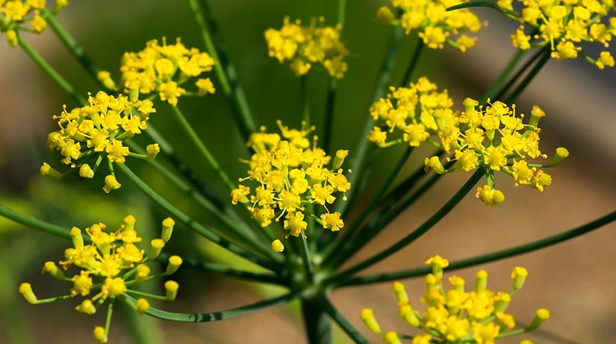 Finocchietto Selvatico delle Eolie: Usi in Cucina, Benefici e Curiosità