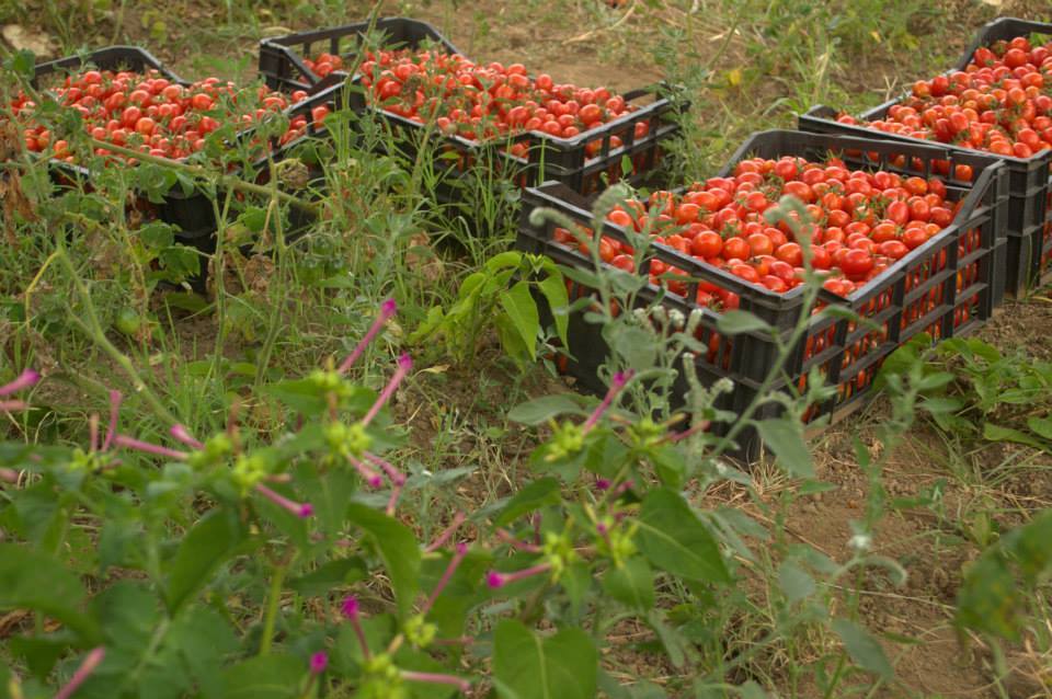 pomodoro seccagno di salina