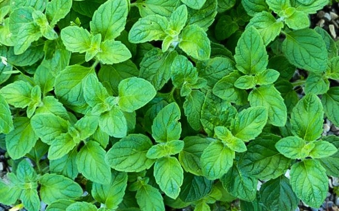 Nepitella, Nepetella o Mentuccia: Proprietà, Usi e Curiosità