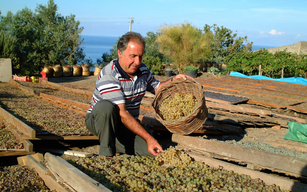 Azienda Agricola Virgona: Una storia lunga quattro generazioni