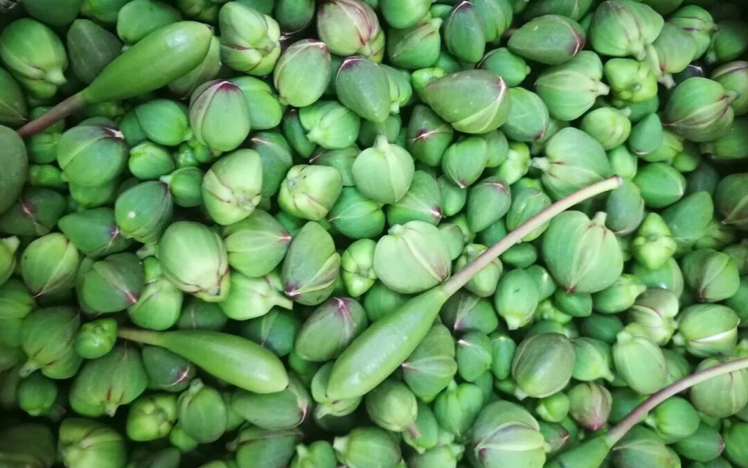 Capperi e Cucunci, Differenze