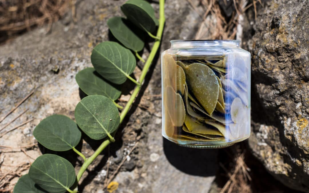 Ricette Sfiziose con le Foglie del Cappero